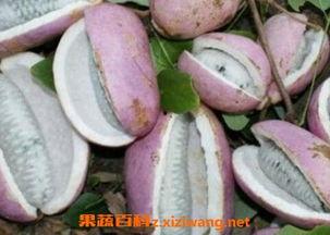 吃冰镇八月瓜,冰镇八月瓜，清凉一夏的甜蜜享受