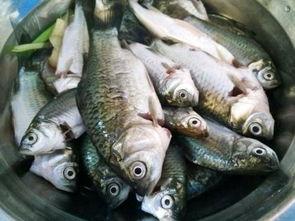 鲫鱼吃白瓜吗,探究鱼儿餐桌上的饮食偏好