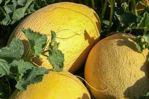 顺顺吃瓜,揭秘娱乐圈那些不为人知的幕后故事