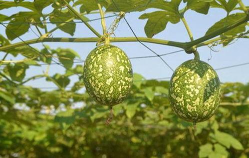 药瓜和吊瓜可以吃吗,探寻可食用植物的奥秘