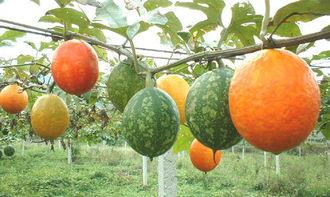 公安吊瓜怎么吃,解锁美味新食法，轻松享受夏日清凉