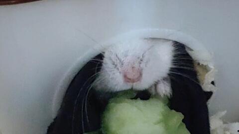 小仓鼠有瓜吃,瓜果飘香乐无边