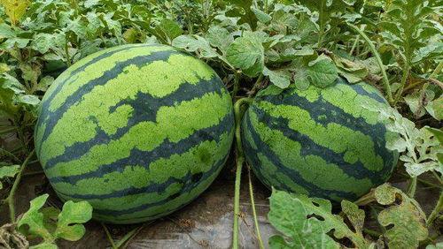 17岁吃瓜,揭秘网络热点的青春视角