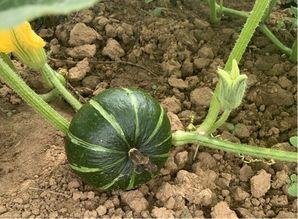 广西碧桂园吃瓜