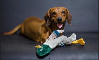 狗可以吃切瓜吗怎么吃,如何安全美味地喂食切瓜