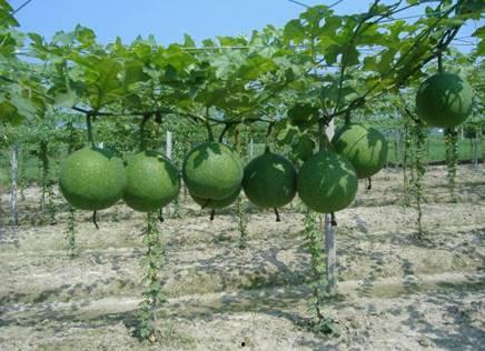 瓜蒌是吃的瓜吗,是美味瓜果还是药用珍品？