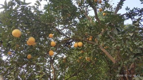 欧阳树吃瓜,瓜田里的美食探索之旅