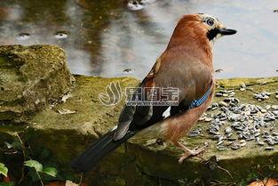 鸟儿吃瓜图片大全,鸟儿吃瓜图片大全里的自然和谐