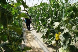 承德丰宁吃瓜视频,揭秘当地特色美食与风土人情