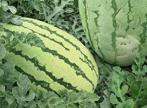 长条绿瓜怎么吃,长条绿瓜的多彩食法探索