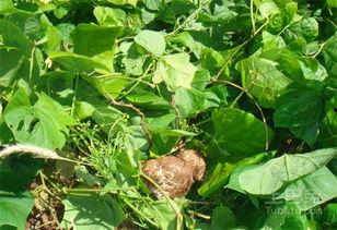 土瓜还能怎么吃,创意烹饪新体验