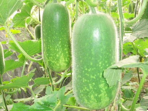 在线吃瓜图片大全,在线吃瓜图片大全盘点