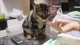 狸花猫吃瓜吗,揭秘它们对瓜果的喜爱之谜