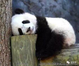 熊猫洗澡吃瓜现场