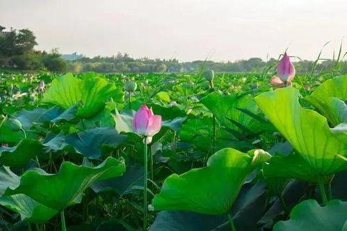 河间公园吃瓜,欢乐时光里的悠闲生活