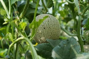 网纹蜜瓜怎样可以吃