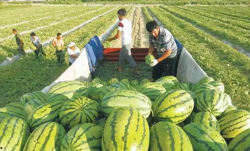 鲁山之窗吃瓜直播,吃瓜直播带你领略民间趣味