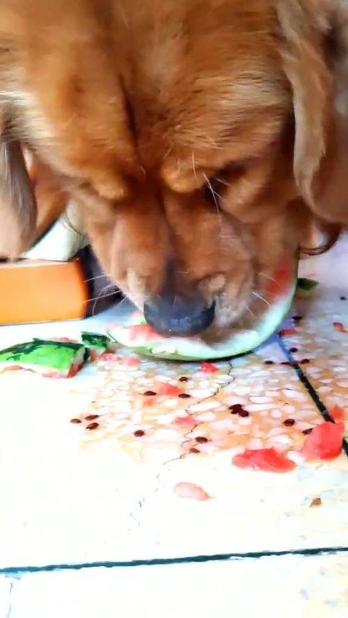 狗狗吃老瓜还是嫩瓜好吃,揭秘狗狗的美食偏好