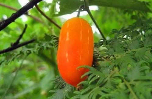 植物瓜可以吃吗,瓜类植物的食用价值与食用方法解析