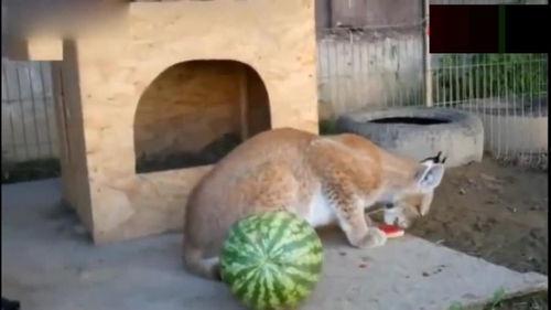 吃瓜哪里吃得最凶猛,揭秘各地吃瓜狂热现象