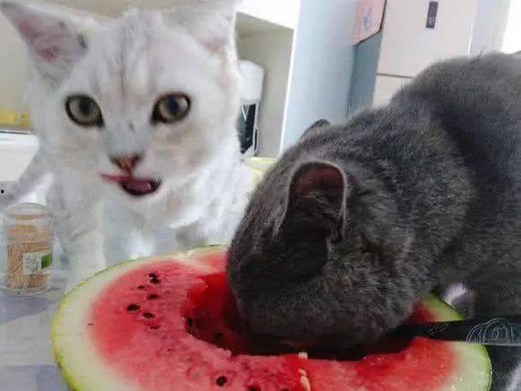 小黑吃瓜猫直播