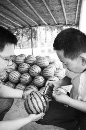 衡水市吃瓜,品味生活新滋味