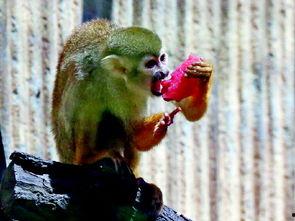 青岛动物园吃瓜,瓜果飘香中的动物趣事