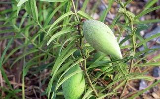 老瓜瓢种子怎么吃,老瓜瓢种子的美味食法揭秘
