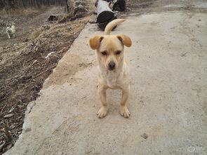 吃瓜的小黄狗,揭秘宠物界的“美食家”