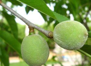 五瓜毛桃怎么吃,解锁健康美味新体验