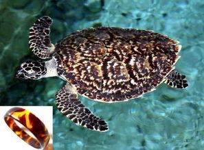 尼加拉瓜吃玳瑁,传统美食与生态保护的冲突