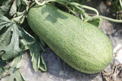 玉瓜怎样包着吃,创意包着吃，美味升级体验