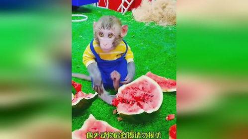 吃瓜急成猴了,揭秘“吃瓜急成猴”现象