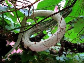 小巷人家吃蛇瓜,探寻神秘蛇瓜的独特风味