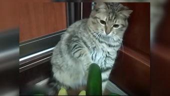 小猫吃伊丽莎白瓜,小猫的伊丽莎白瓜美食之旅