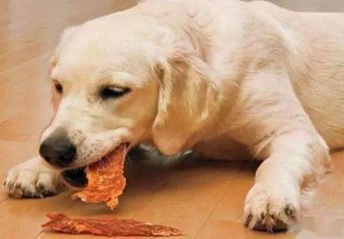 狗子吃瓜被揍图片,萌态可掬画面引网友热议