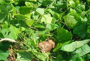 土瓜还能怎么吃,创意烹饪新体验