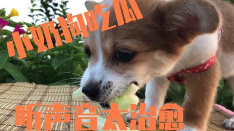 吃小姆狗的瓜,一场网络热议背后的真相与反思