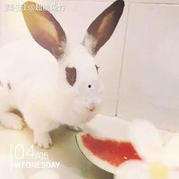 爱吃瓜的吃瓜兔,揭秘“爱吃瓜的吃瓜兔”的趣味生活