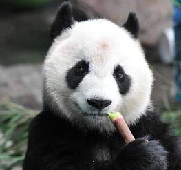 带你吃瓜看熊猫,揭秘大熊猫的趣味生活与生态保护