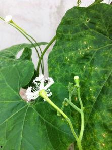 苏瓜花怎么吃,解锁美味新体验