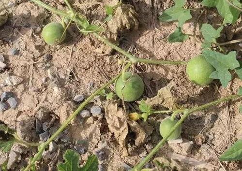 马泡瓜直接吃,清新口感，夏日解暑佳品