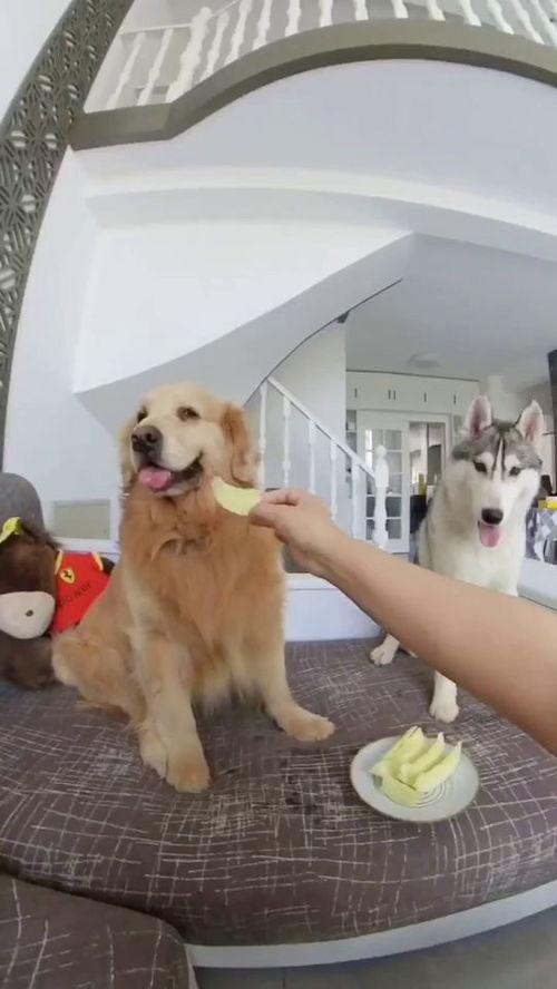 狗子吃瓜比赛,谁才是真正的瓜王？