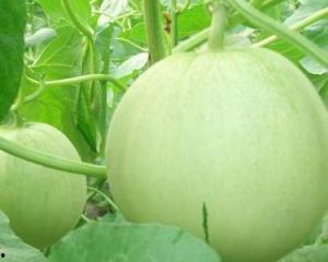 什么瓜怀孕可以吃,揭秘哪些瓜类对胎儿有益