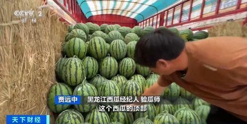 海拉尔吃瓜,一场吃瓜盛宴背后的故事